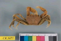 藏品(高橋長方蟹)的圖片